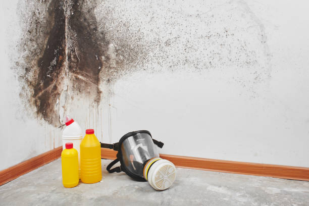 Professional Mold Removal in Saranac, MI