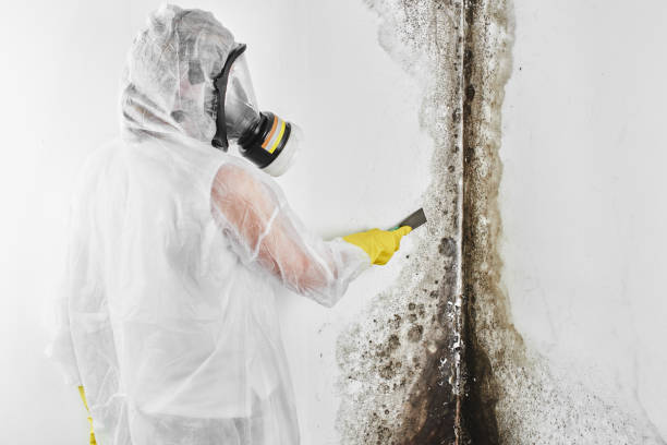 Best Same-Day Mold Removal  in Saranac, MI