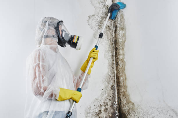 Best Affordable Mold Removal  in Saranac, MI