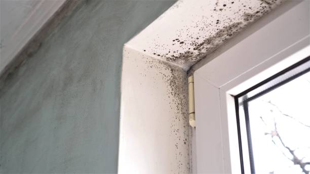 Best Mold Inspection  in Saranac, MI