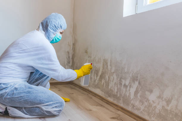 Best Toxic Mold Removal  in Saranac, MI