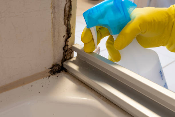 Best Mold Removal Company Near Me  in Saranac, MI