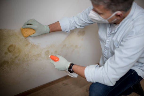 Best Affordable Mold Removal  in Saranac, MI