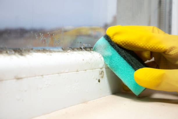 Best Black Mold Removal  in Saranac, MI