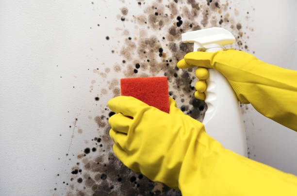 Best Home Mold Removal  in Saranac, MI