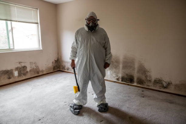 Best Fast Mold Removal  in Saranac, MI