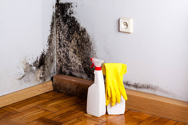 Best Mold Testing  in Saranac, MI