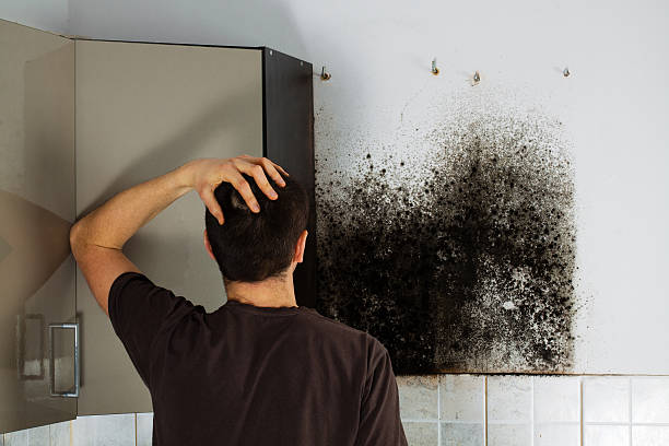 Best Professional Mold Removal  in Saranac, MI